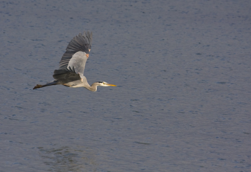 Great Blue Heron In Flight